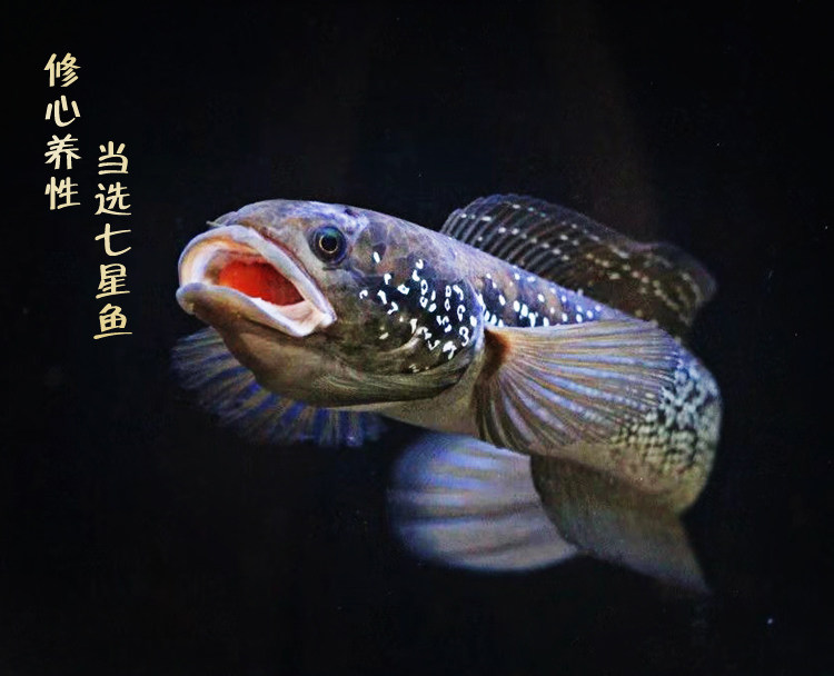 月鳢雷龙鱼鱼原生鱼观赏鱼红斑月珍珠月鳢苗七星鱼冷水鱼