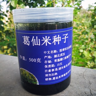 葛仙米种子液1瓶500ml