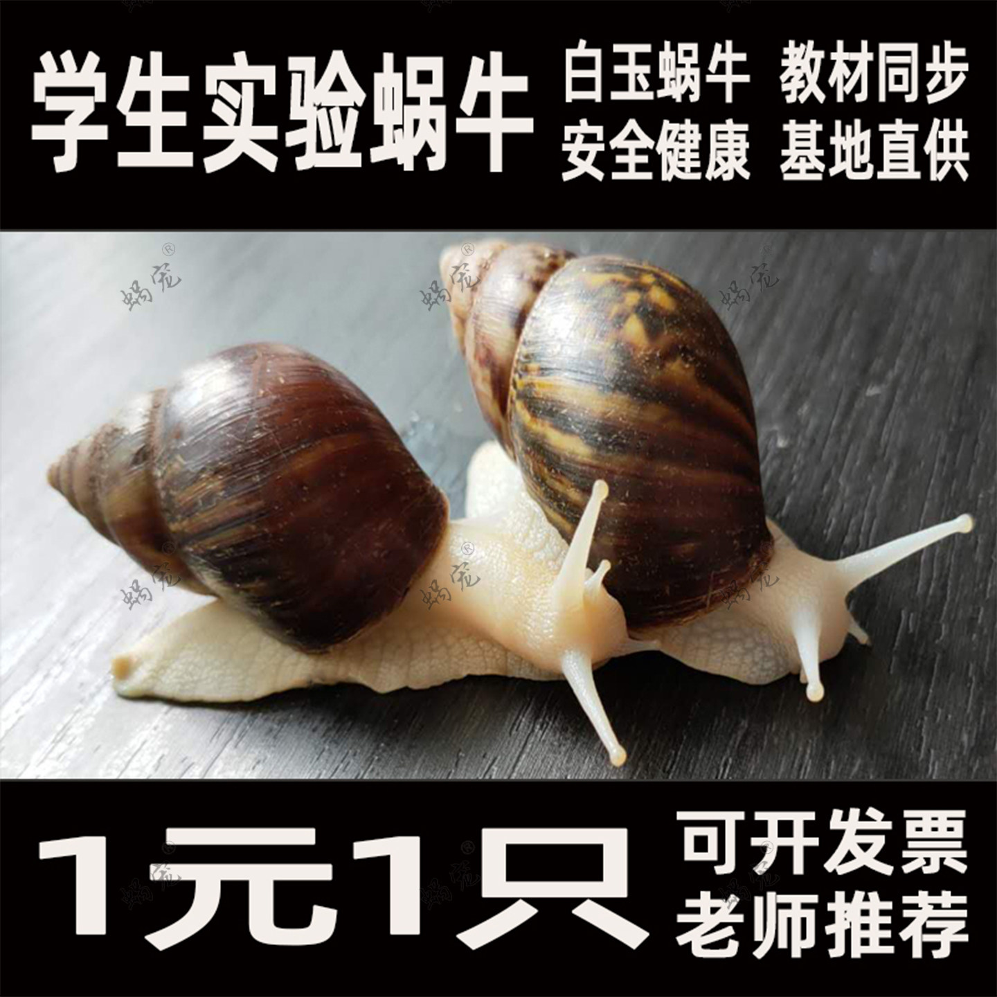 白玉蜗牛活体宠物蜗牛巨型明珠特大蜗牛宿舍小蜗牛观赏幼儿园家养