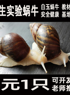 白玉蜗牛活体宠物幼儿园明珠特大