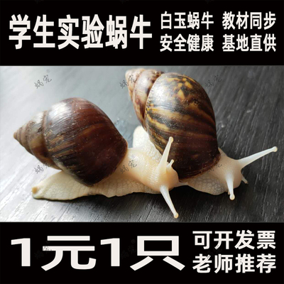 白玉蜗牛活体宠物幼儿园明珠特大