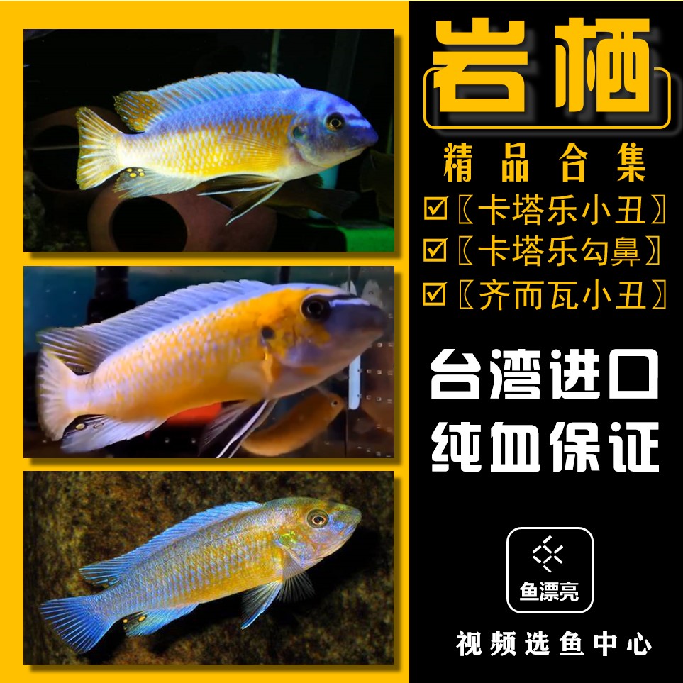 岩栖卡塔乐小丑 卡塔乐勾鼻齐尔瓦小丑mbj小丑岩栖三湖慈鲷淡水鱼