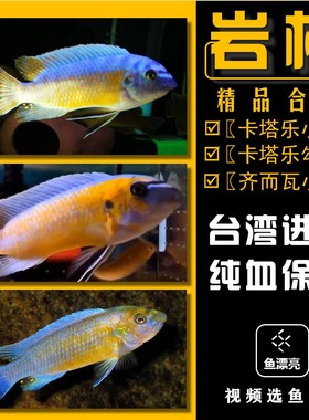 岩栖卡塔乐小丑 卡塔乐勾鼻齐尔瓦小丑MBJ小丑岩栖三湖慈鲷淡水鱼