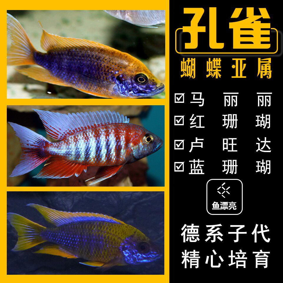 三湖慈鲷a属孔雀红花马丽丽马里奥红花金头蓝孔雀金头孔雀鱼野