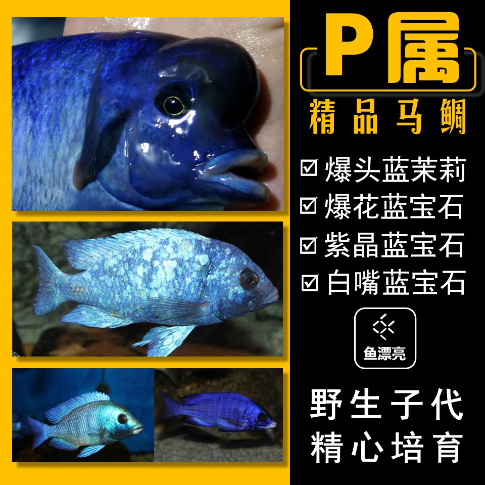 三湖慈鲷蓝茉莉鱼马雕爆花蓝宝石 白嘴蓝宝石紫晶蓝宝石鱼野生活