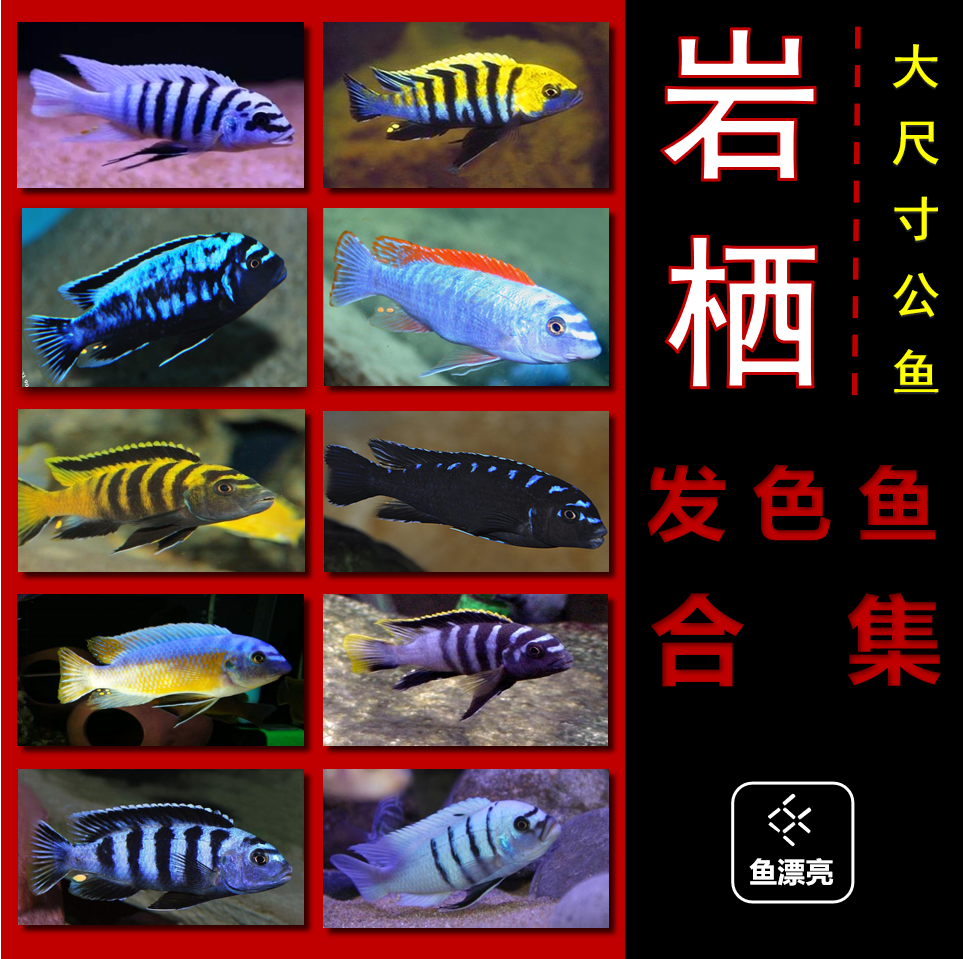 马湖慈鲷 马鲷鱼 大尺寸 马拉金 红膊头好混养红花孔雀淡水热带鱼