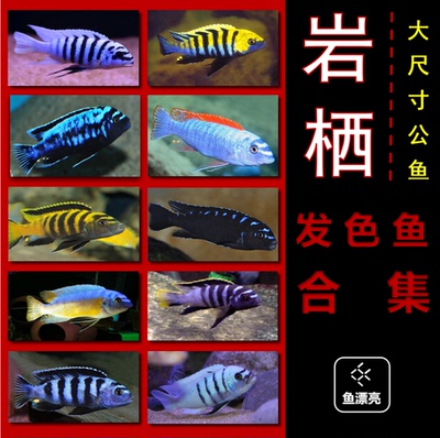 马湖大尺寸混养红花热带鱼慈鲷