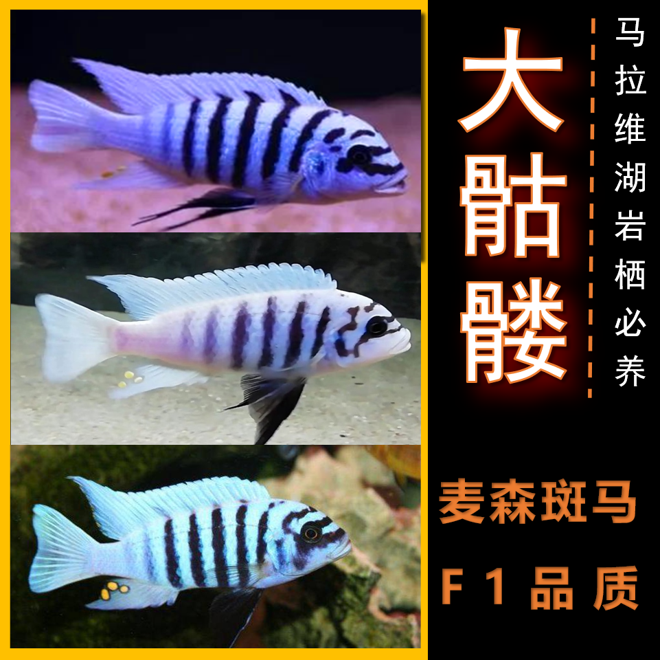三湖慈鲷鱼活体马鲷大骷髅鱼 麦森斑马 大斑马 三湖岩栖  淡水鱼