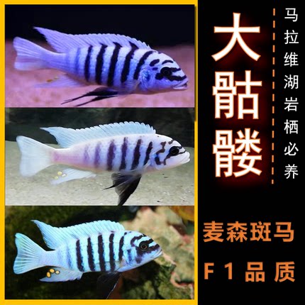 三湖慈鲷鱼活体马鲷大骷髅鱼 麦森斑马 大斑马 三湖岩栖  淡水鱼