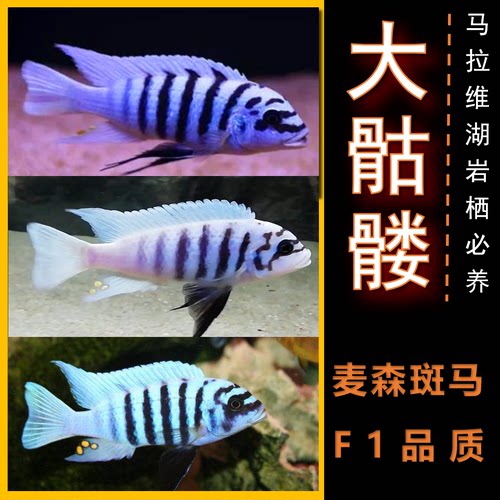 活体岩栖淡水鱼三湖慈鲷