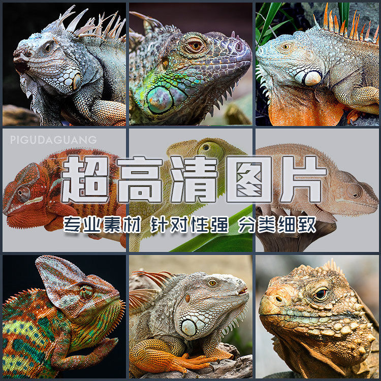 超大超高清图片变色龙蜥蜴四脚蛇摄影动物设计师美工合成素材图库