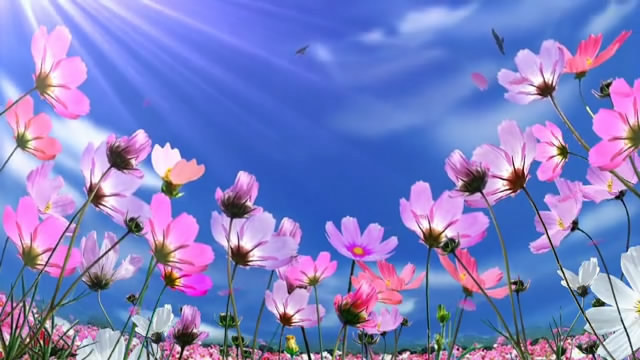 h326幸福格桑花美丽向阳花朵 藏族舞蹈民族风情led背景视频vj素材