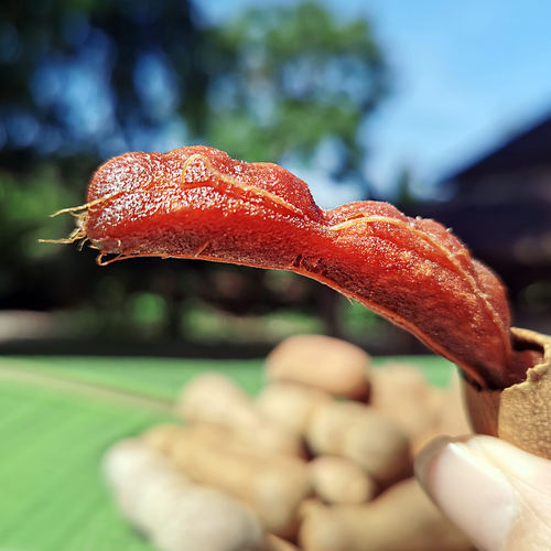 云南酸角西双版纳特产傣家甜酸角