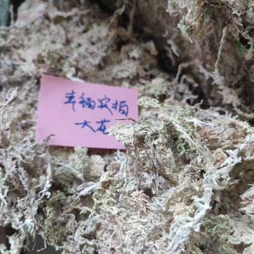 精选5A纯干水苔藓水台藓
