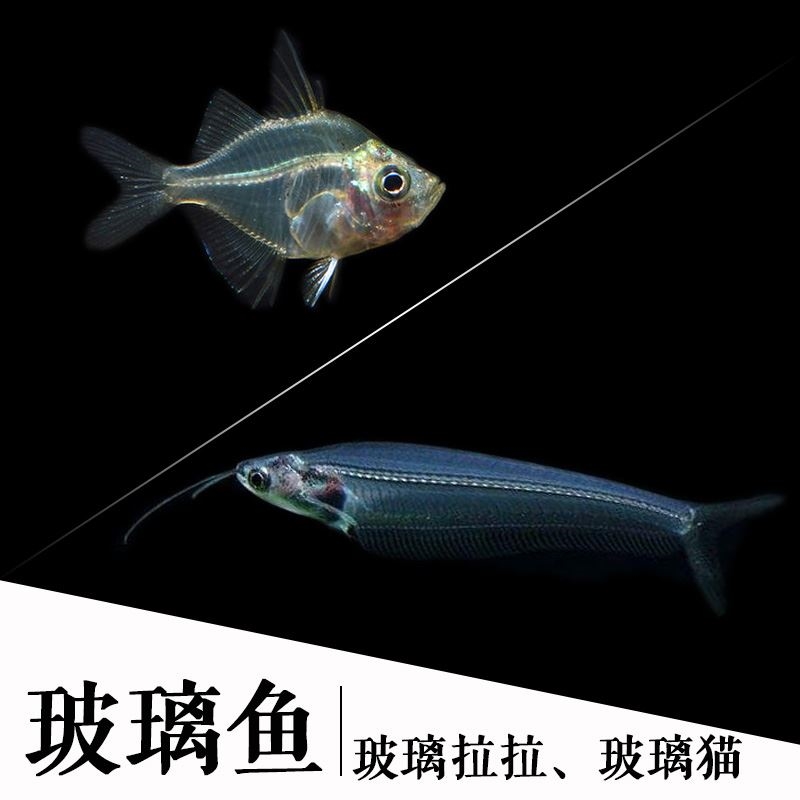玻璃拉拉鱼玻璃猫鱼热带鱼小型鱼观赏鱼淡水鱼水族活体鱼透明的鱼
