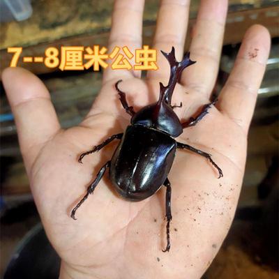 甲壳虫新手套餐现货独角仙反季节