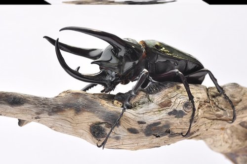 南洋大兜虫价格 南洋大兜虫图片 星期三