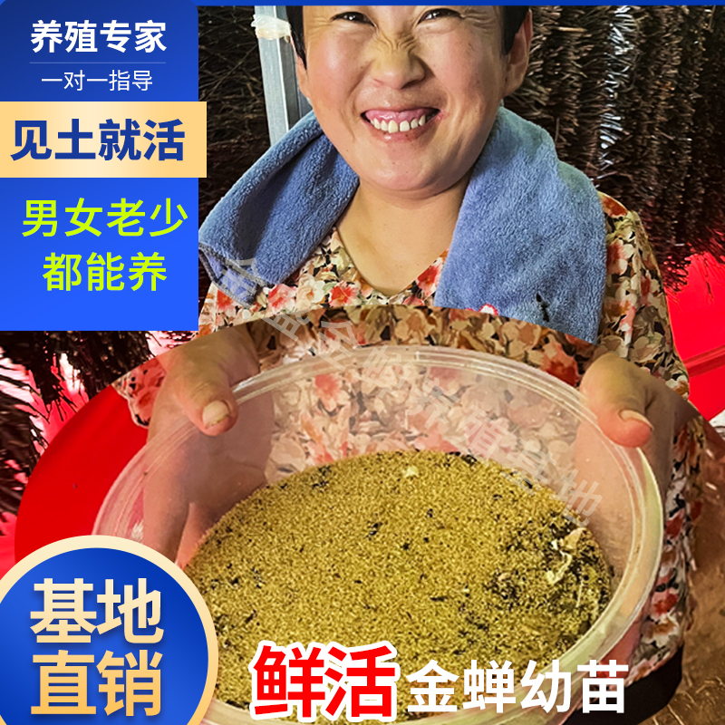 金蟬幼苗知了猴苗小知了爬叉苗