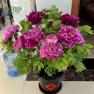 【洛阳红6加仑老盆养年宵花牡丹】冬季开花牡丹带花苞原盆原土发