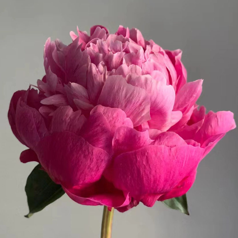 红莎拉裸根芍药包对版庭院花卉