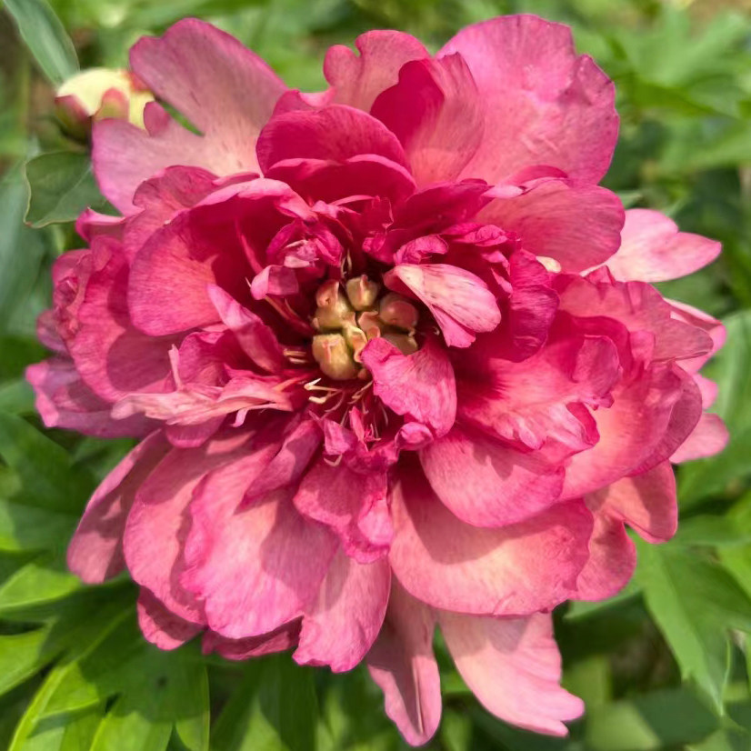 【伊藤希拉里】3加仑重瓣芍药-原盆原土
