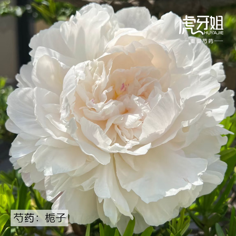 【栀子花】裸根芍药包对版-庭院阳台花卉重瓣大花