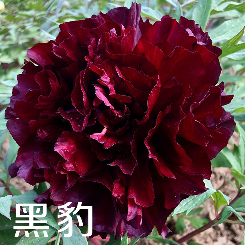 【黑豹】6加仑大盆— 6年苗以上(深樱桃红色)进口品种盆栽牡丹