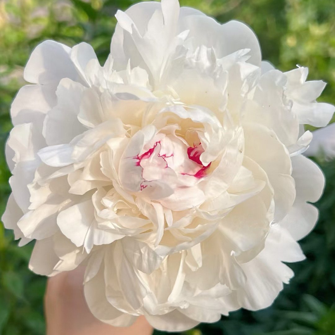 【嘉年华】裸根芍药包对版-庭院阳台花卉重瓣大花白色