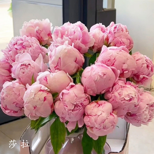 【莎拉—芍药年宵鲜切花】反季节芍药鲜花 粉色 洛阳基地直发