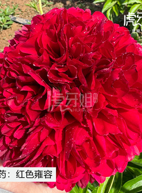 【红色雍容】裸根芍药包对版-庭院阳台花卉重瓣大花红色
