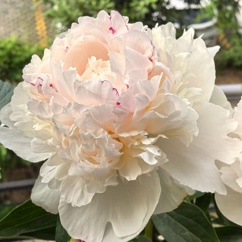 秀兰邓波儿6加仑盆栽重瓣芍药