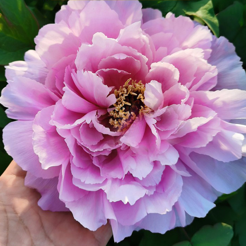 【如花似玉&mdash;年宵花牡丹】粉色-催花牡丹冬季反季节洛阳基地年货