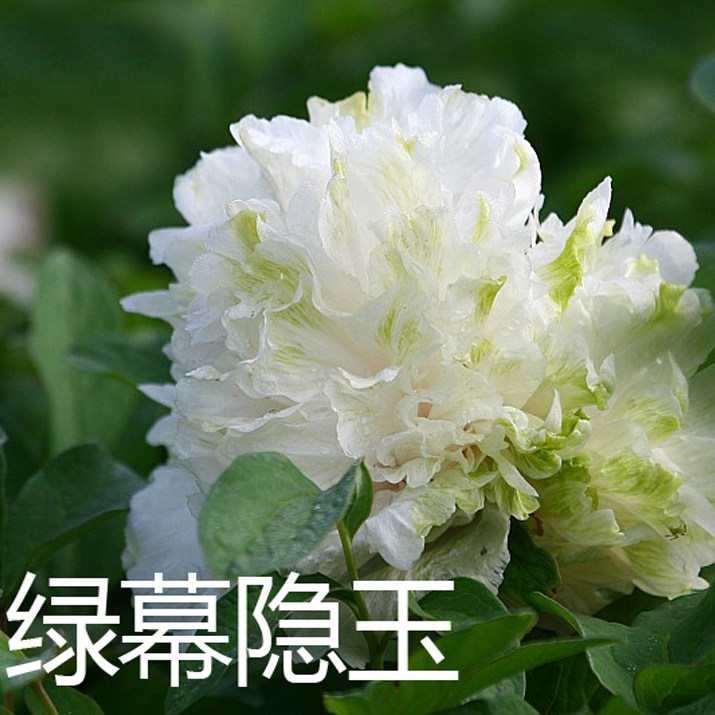 【绿幕隐玉&mdash;年宵花牡丹】绿白色&mdash;催花牡丹冬季反季节开花年货礼