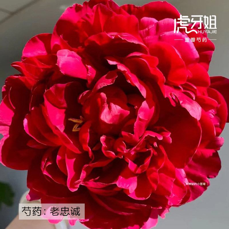 【老忠诚】裸根芍药包对版-庭院阳台花卉重瓣大花黑红色