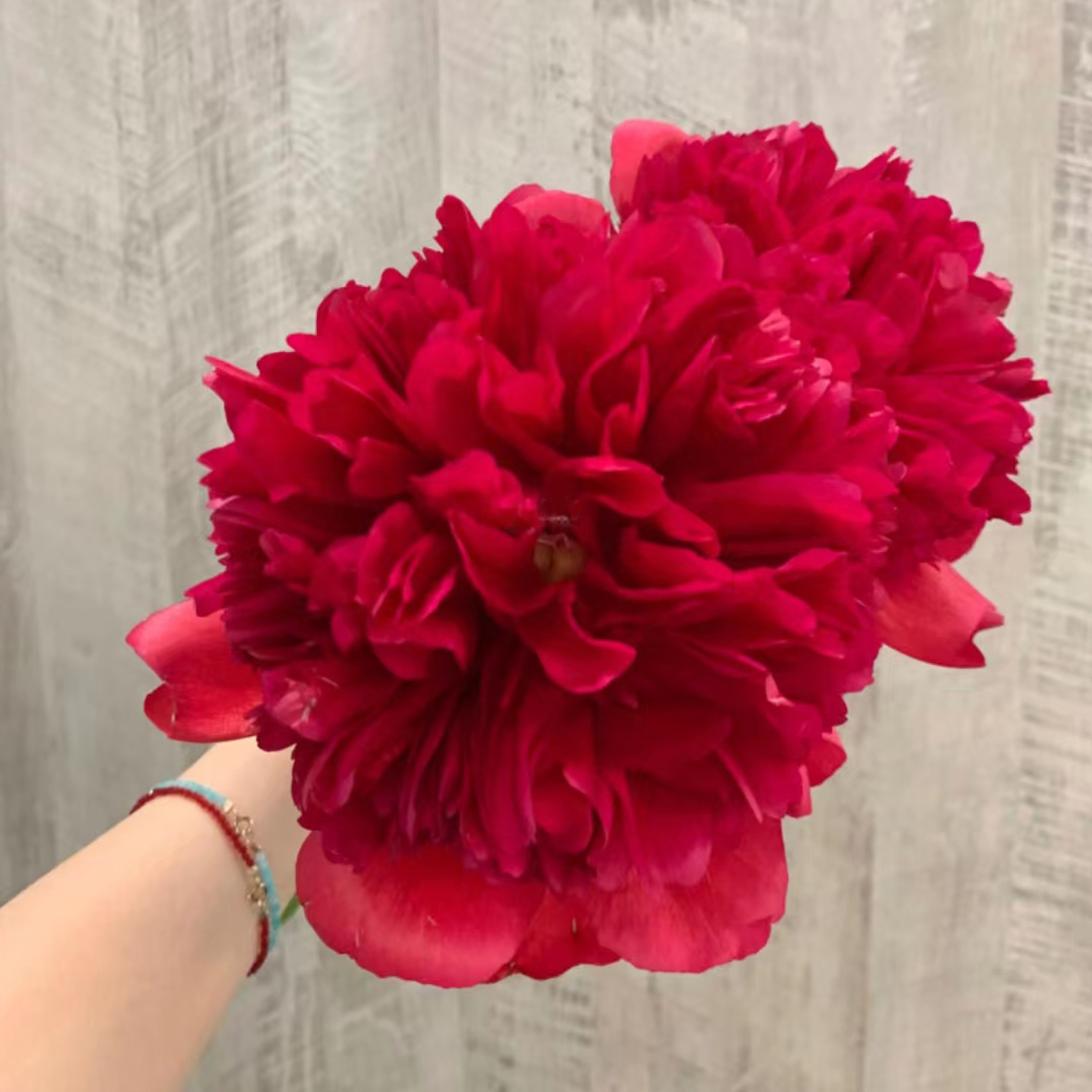 【戴安娜公园】裸根芍药包对版