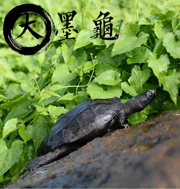 纯种全黑宠物乌龟墨龟活物金钱龟纯正墨龟草龟全墨