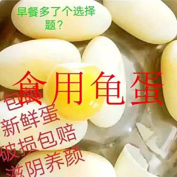 新鲜乌龟蛋可孵化未受精食用新鲜营养金钱蛋南石龟鳄龟墨龟水龟蛋图片