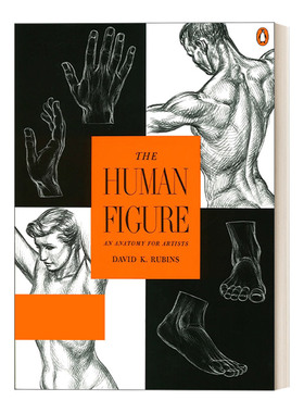 The Human Figure 人体特征 艺用人体剖析 美术 绘画指南 David K. Rubins