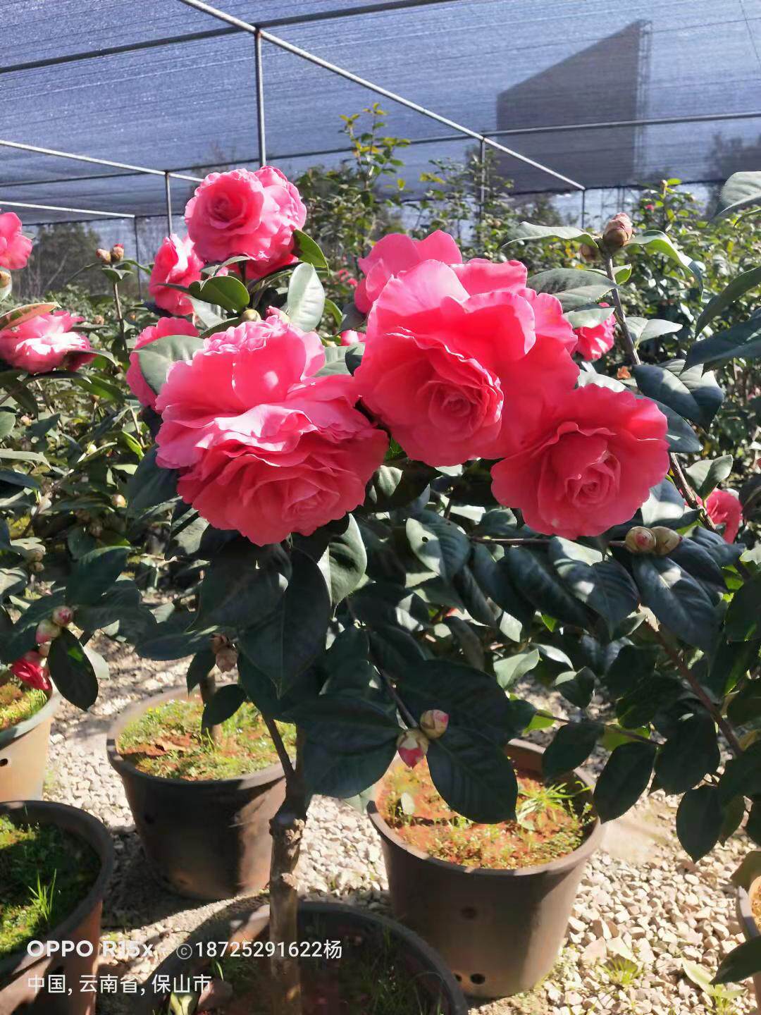 云南茶花 情人节 3年苗