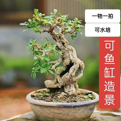 米叶冬青小叶米东日本水蜡可水培鱼缸造景绿植好养护四季常绿