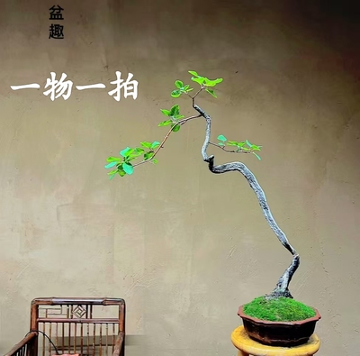 香山红叶黄栌盆景耐寒熟桩小精品一物一拍