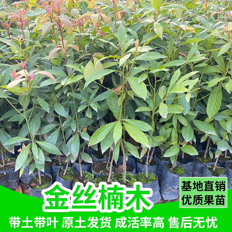 正宗金丝楠木树苗四川稀有名贵小叶桢楠树小苗南北方庭院地栽盆栽