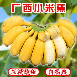 包邮 水果香蕉banana 广西小米蕉正宗现摘新鲜皇帝蕉粉蕉自然熟应季