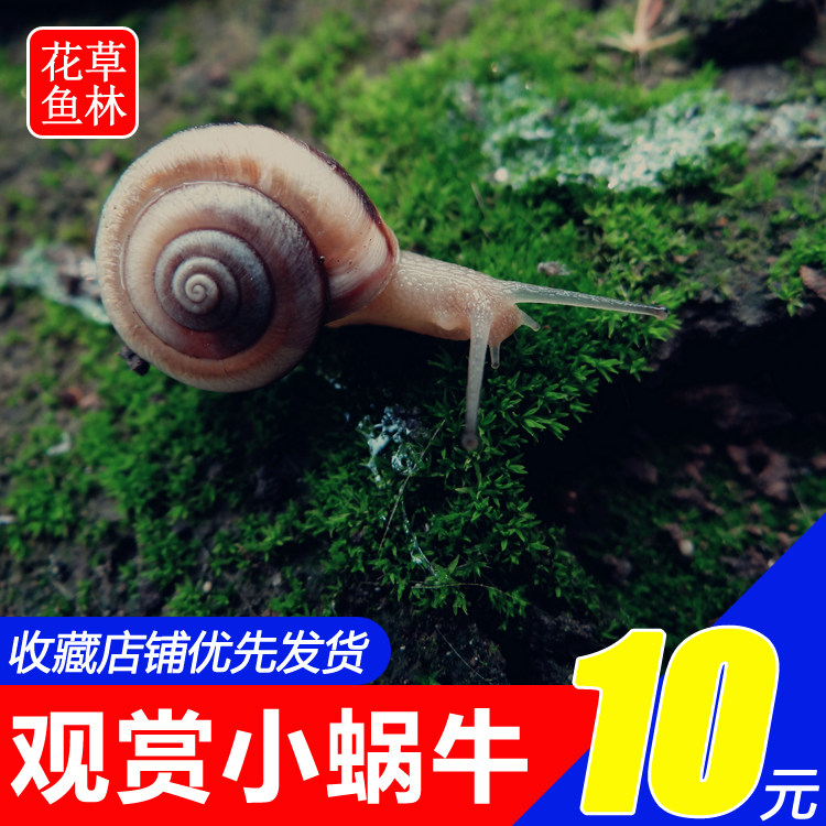 宠物蜗牛活体学生科学实验观察套装野生观赏小蜗牛活体易养活包邮