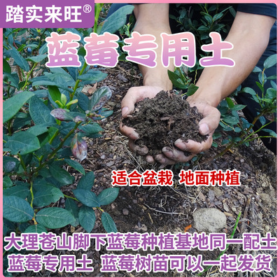 蓝莓种植土专用土踏实来旺