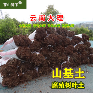 大理苍山脚下有机腐殖树叶土山基土腐殖土种植种花土养殖试验土壤