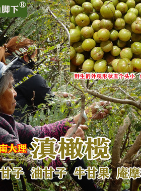云南大理苍山脚下野生新鲜采摘滇橄榄余甘子油甘子牛甘果庵摩勒