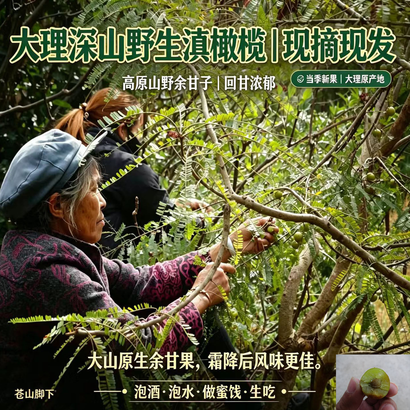 苍山脚下黑惠江干热河谷巍山野生滇橄榄余甘子油甘果现摘泡酒原料
