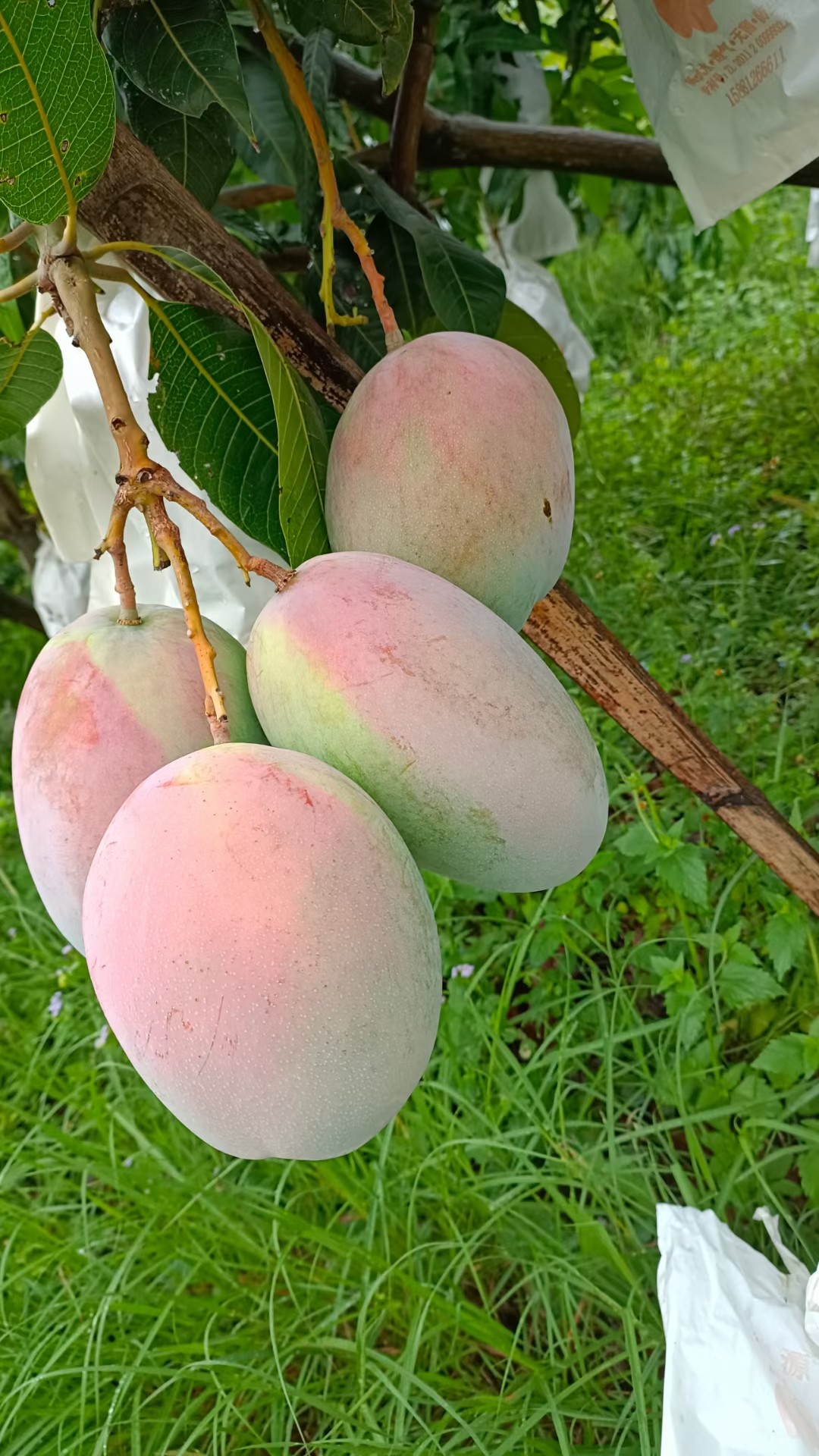 云南丽江华坪高原芒果(凯特)十斤装 新鲜包邮 果园直发