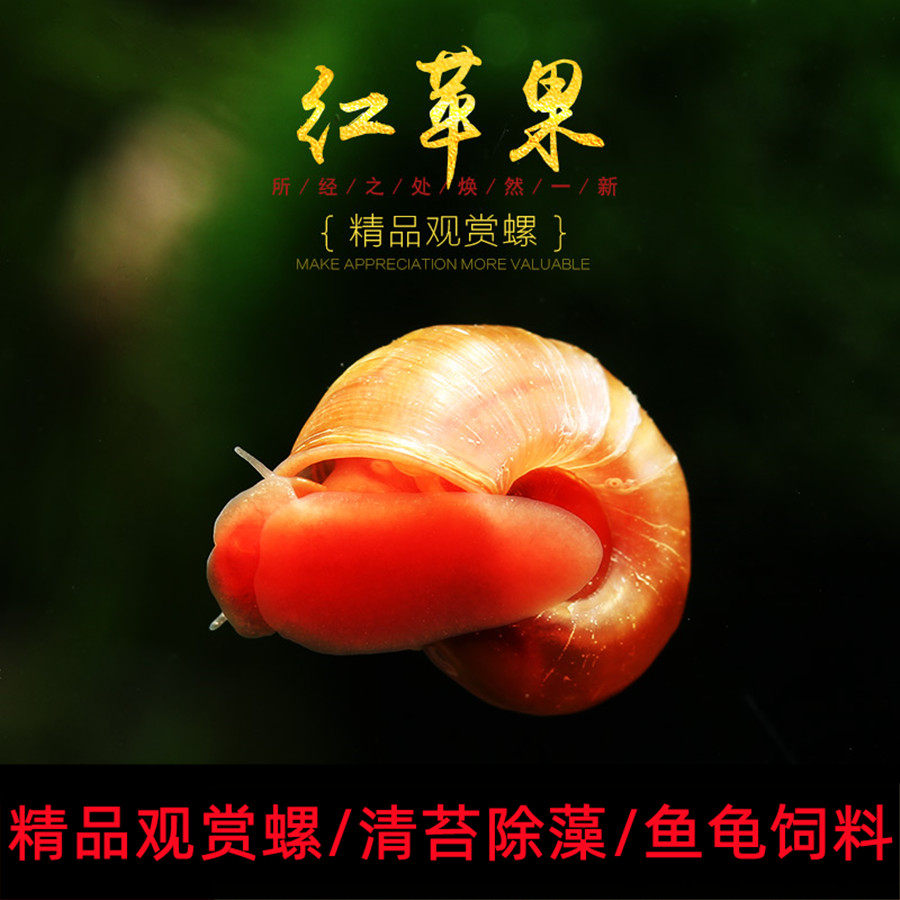 苹果螺观赏螺工具螺水族宠物冷水活体草缸除藻龟粮食淡水繁殖爆缸